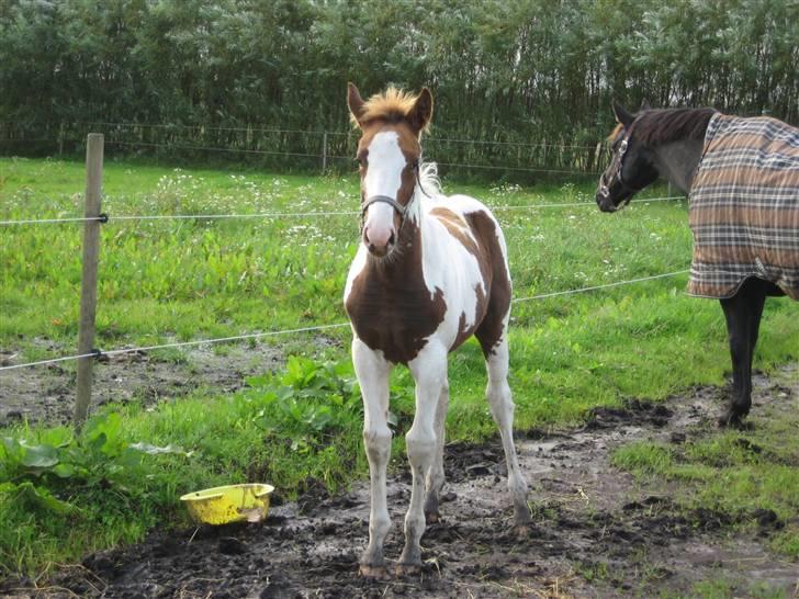 Anden særlig race Mazaya "SOLGT" billede 20