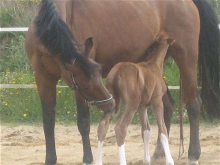 Dansk Varmblod Graversgaards Cimaron rip billede 18