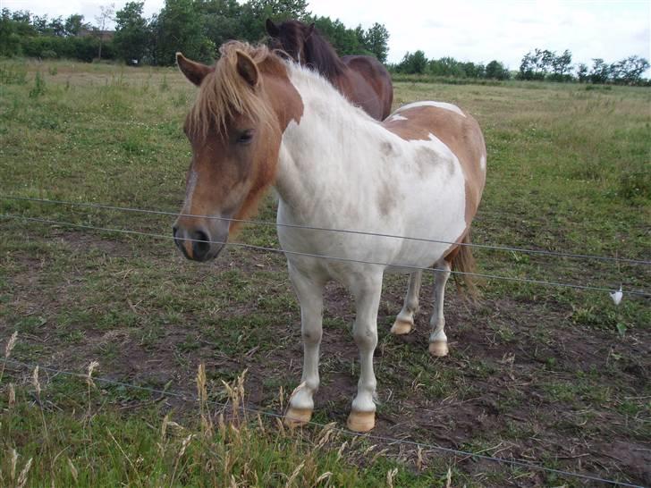 Shetlænder Tulle billede 1