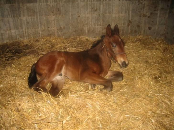 Dansk Varmblod Graversgaards Christobal billede 13