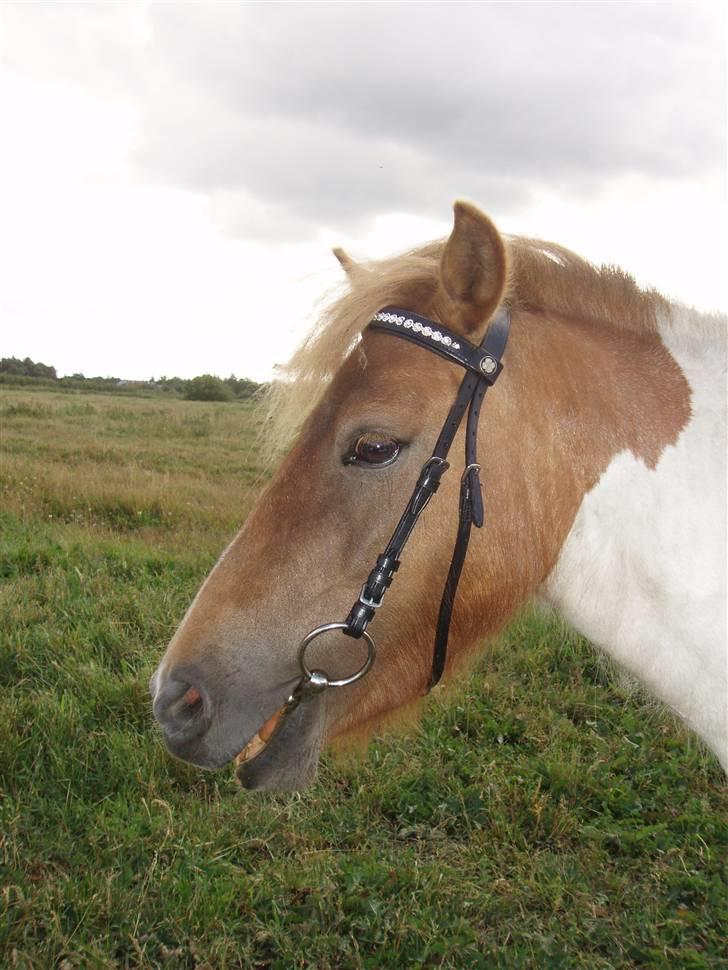 Shetlænder Tulle billede 2