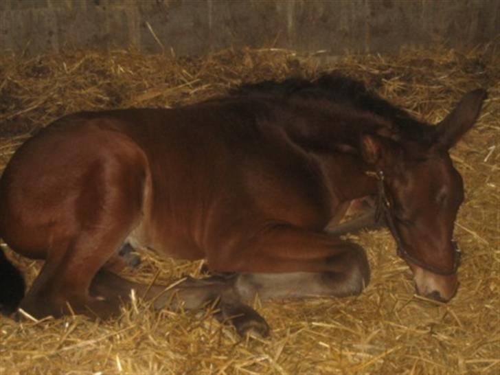 Dansk Varmblod Graversgaards Christobal billede 14