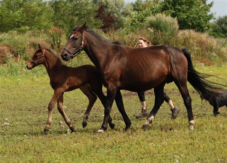 Dansk Varmblod Graversgaards Christobal billede 15
