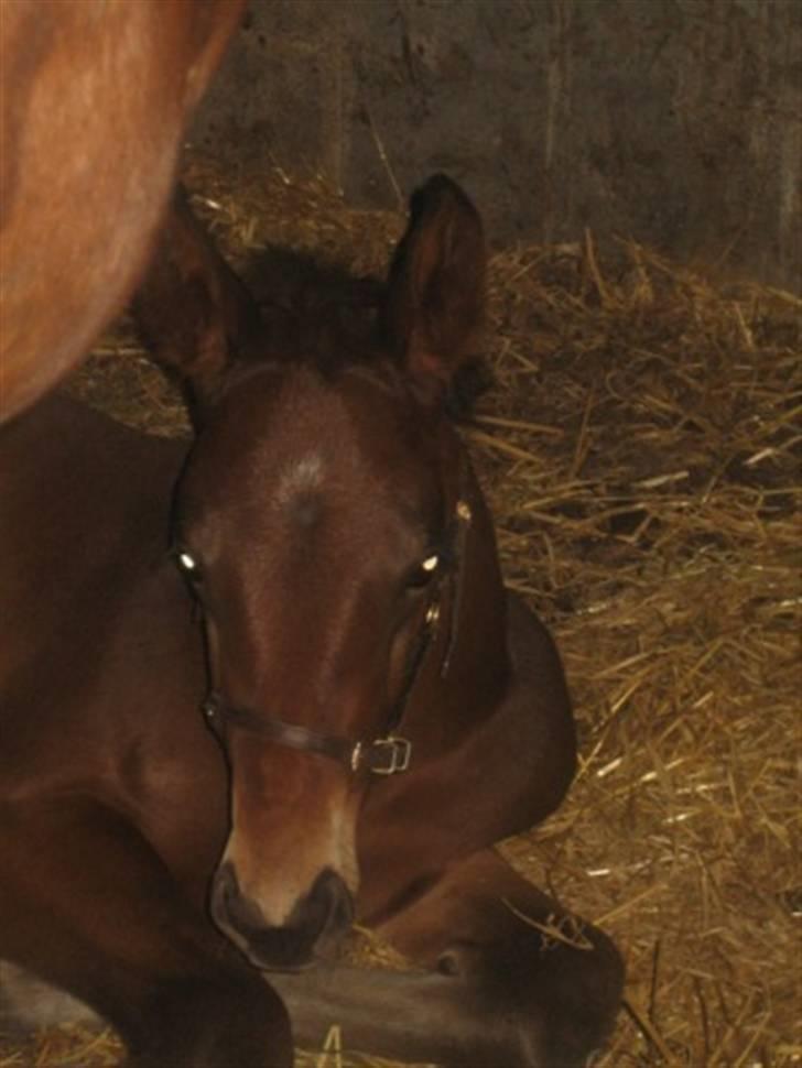 Dansk Varmblod Graversgaards Christobal billede 16