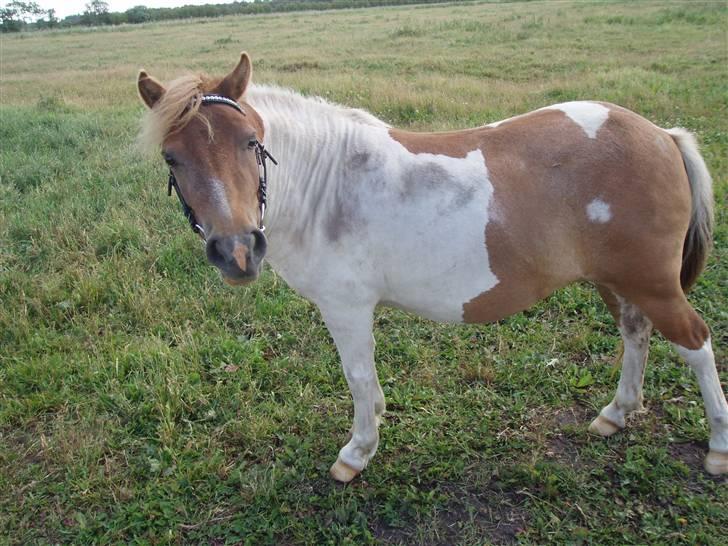 Shetlænder Tulle billede 3