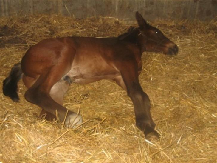 Dansk Varmblod Graversgaards Christobal billede 17