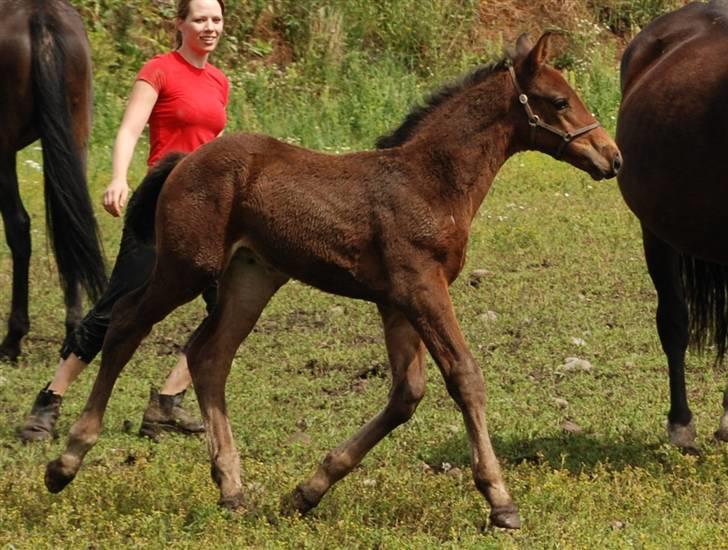 Dansk Varmblod Graversgaards Christobal billede 19