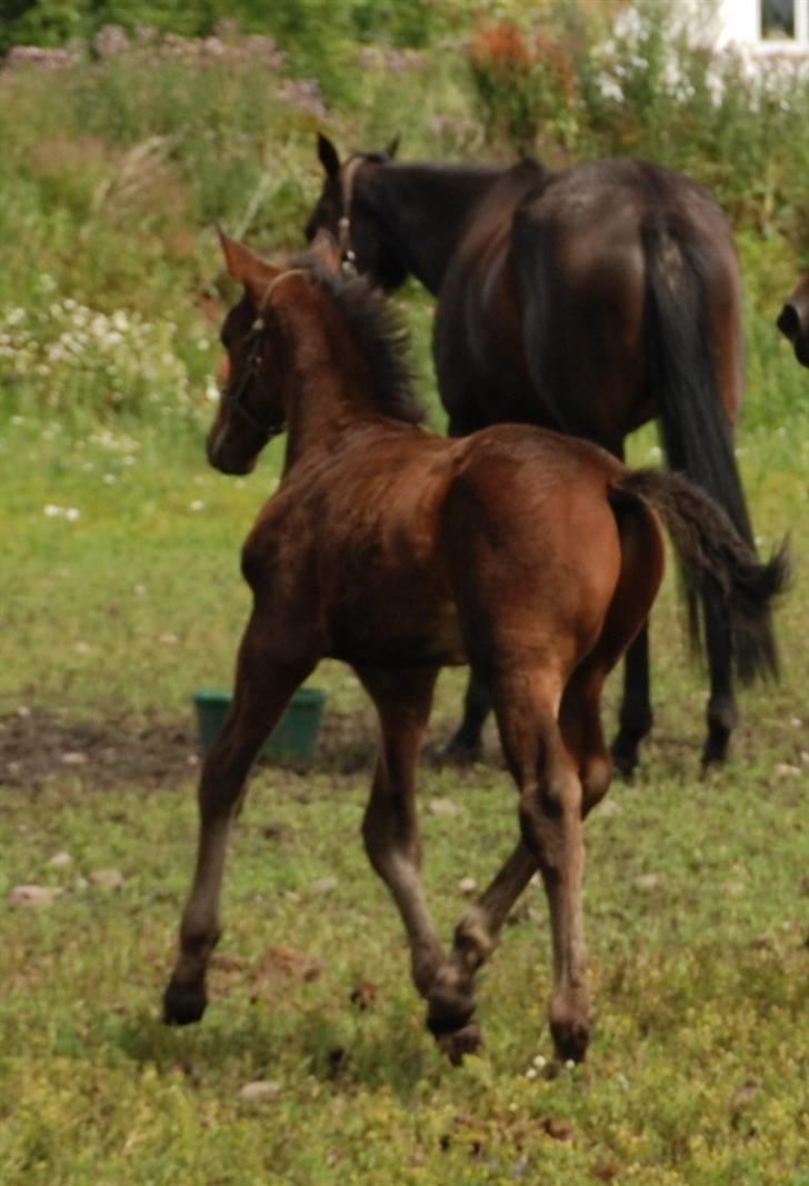 Dansk Varmblod Graversgaards Christobal billede 20