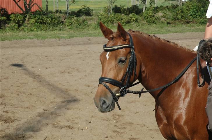 Tysk Sportspony Cardi Mac Kinney solgt :( - D-Stævne i Ringkøbing (Fotograf: Charlotte) billede 1