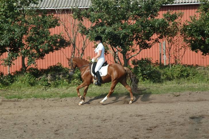 Tysk Sportspony Cardi Mac Kinney solgt :( - D-Stævne i Ringkøbing(Fotegraf: Charlotte pedersen) billede 2