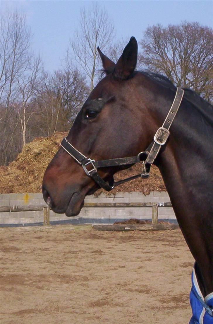 Dansk Varmblod Montreux *RIP* - efter en "drønetur" på sandfolden på det gamle opstaldningssted billede 7