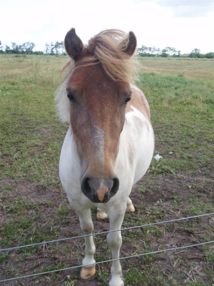 Shetlænder Tulle billede 4