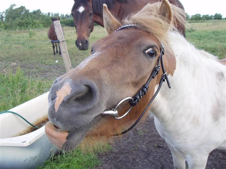 Shetlænder Tulle billede 5