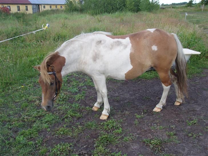 Shetlænder Tulle billede 6