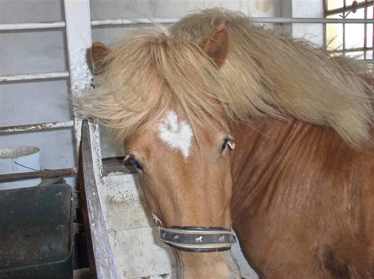 Islænder klarlar fra lipo billede 1