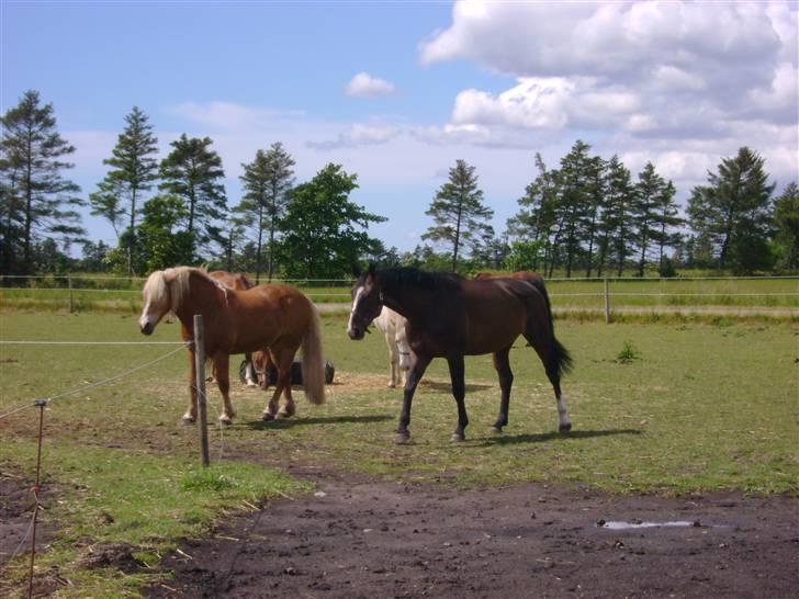 Dansk Varmblod Chervi´s Castellano låne - Jeg vil ikk være venner med dig... :( billede 11
