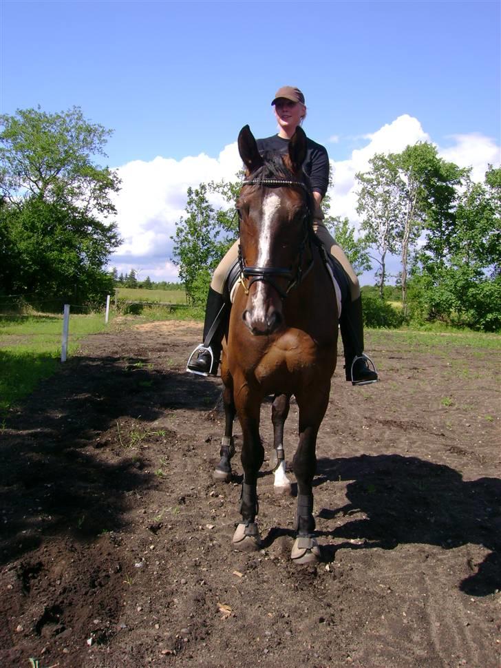 Dansk Varmblod Chervi´s Castellano låne - Hvad laver i? billede 12