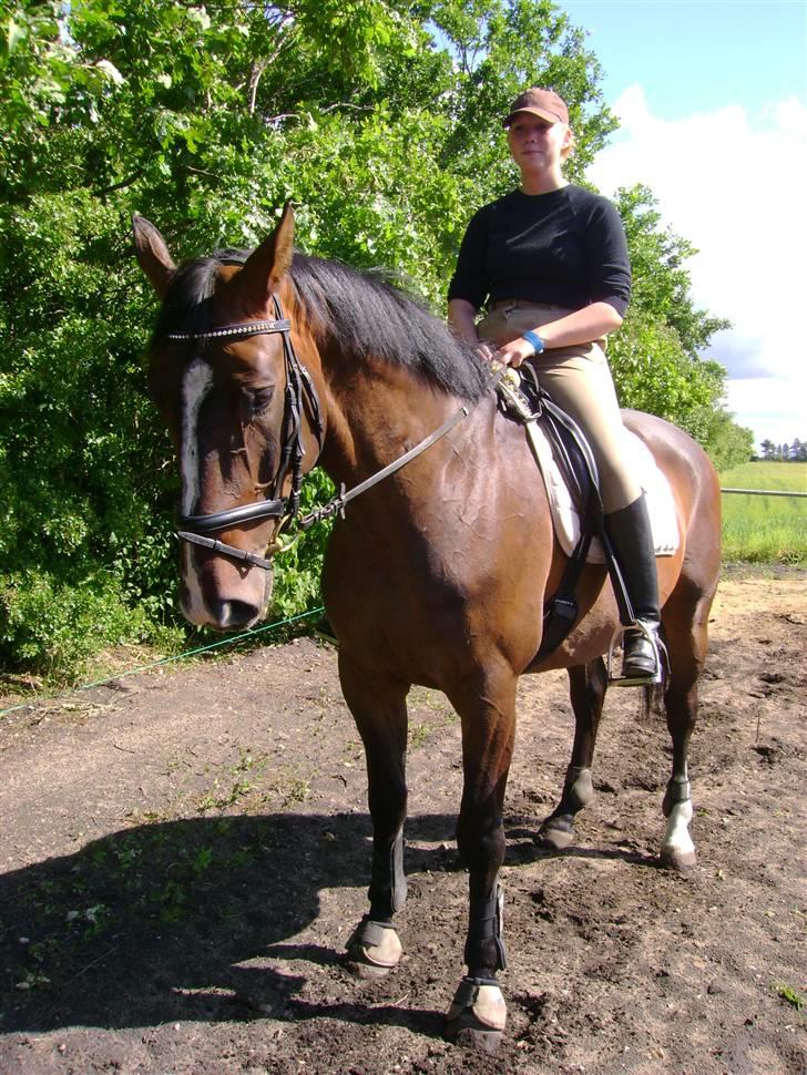Dansk Varmblod Chervi´s Castellano låne - Hmmm.. mener du det nu også? billede 13
