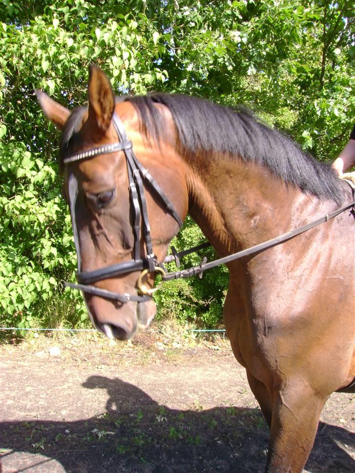 Dansk Varmblod Chervi´s Castellano låne - Jeg kan godt :) billede 14