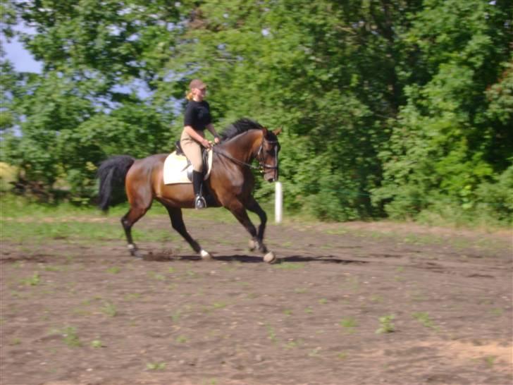 Dansk Varmblod Chervi´s Castellano låne - Uha så stærkt... billede 15