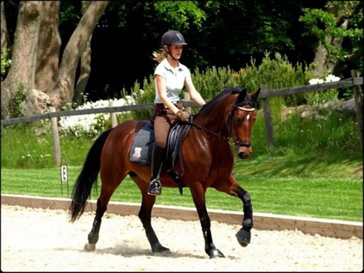 Belgisk Sportspony Kelly - Her rider Sandra S. Pedersen  billede 3