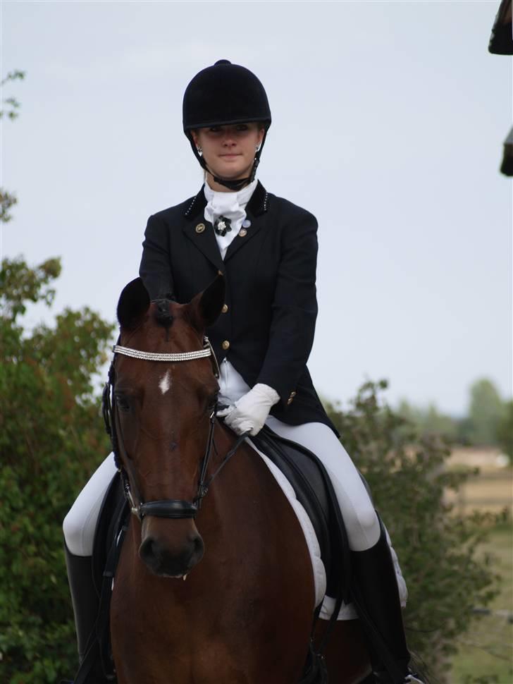 Belgisk Sportspony Kelly - Foto: Mie Winding billede 6