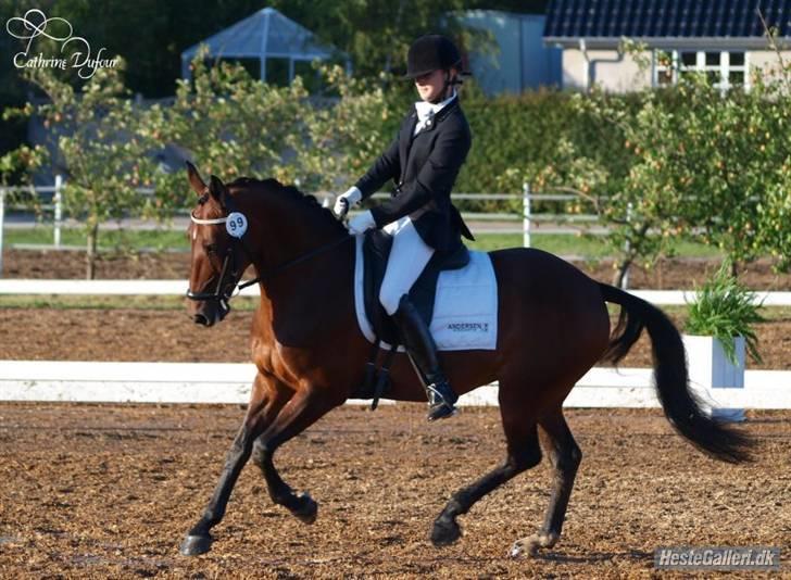 Belgisk Sportspony Kelly billede 12