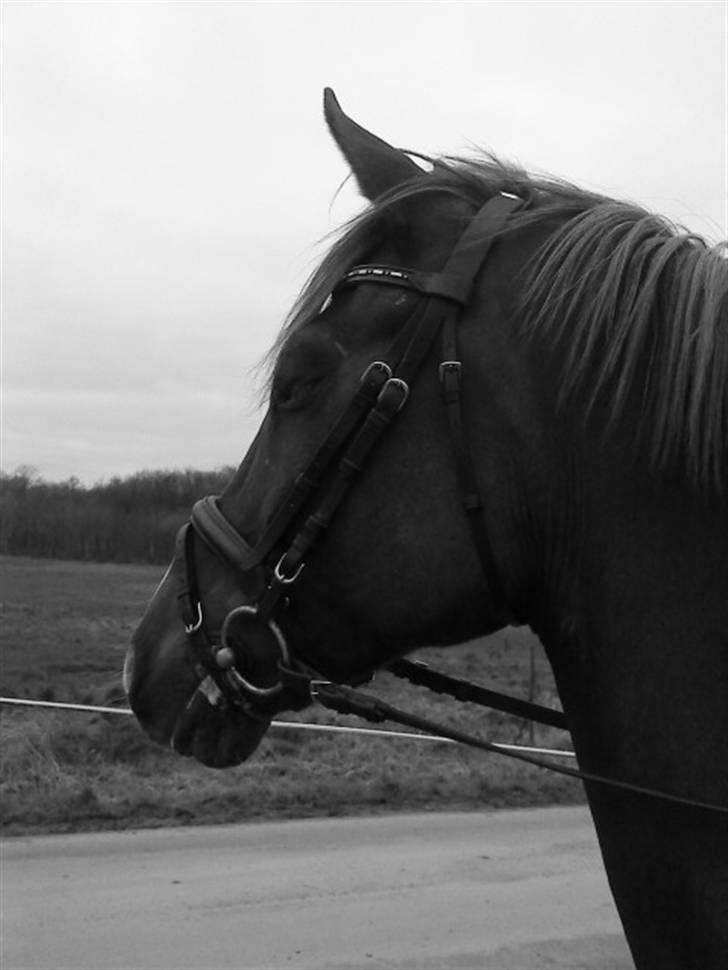 Anden særlig race Filur SOLGT billede 2