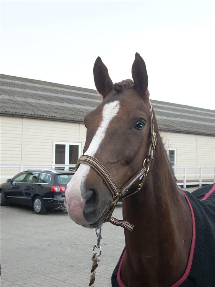 Anden særlig race Filur SOLGT - Galop (: billede 3