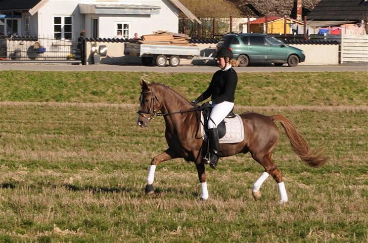 Anden særlig race Filur SOLGT billede 5