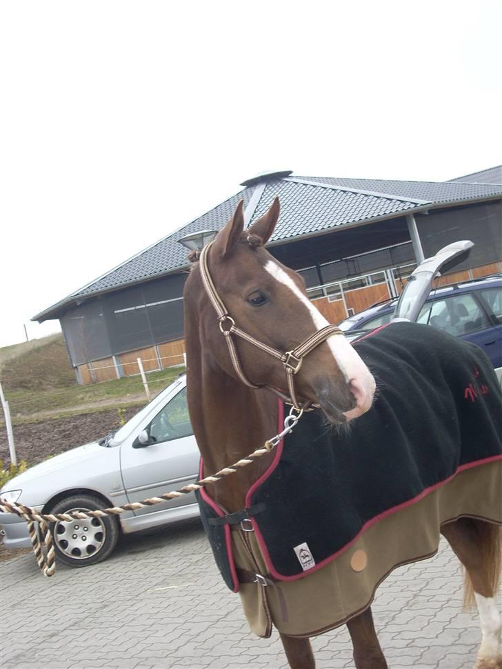 Anden særlig race Filur SOLGT - På mrc billede 6