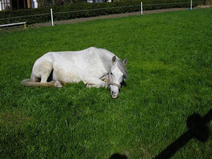 DSP Stidsbjergs Tabitta - man bliver jo helt træt af at spise så meget græs!!! billede 13