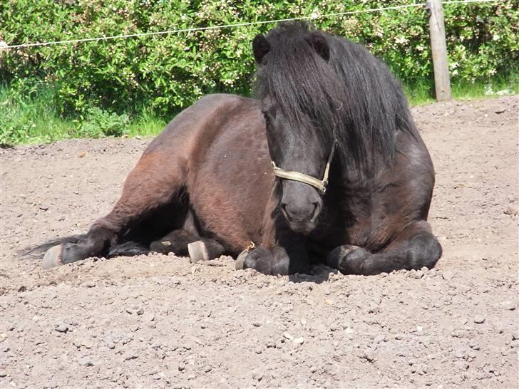 Islænder Kiljan - Solen skinner!!!!! Foto: Mig .. billede 1