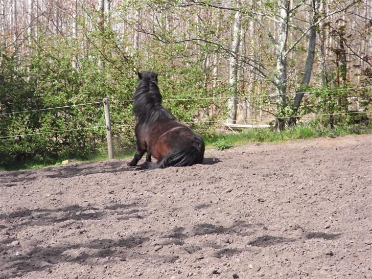 Islænder Kiljan - - Det klør lidt .. Foto: Mig .. billede 3