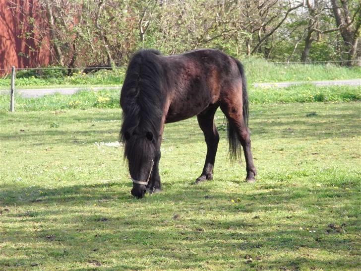 Islænder Kiljan - - Mmm, græs.. Foto: Mig .. billede 4