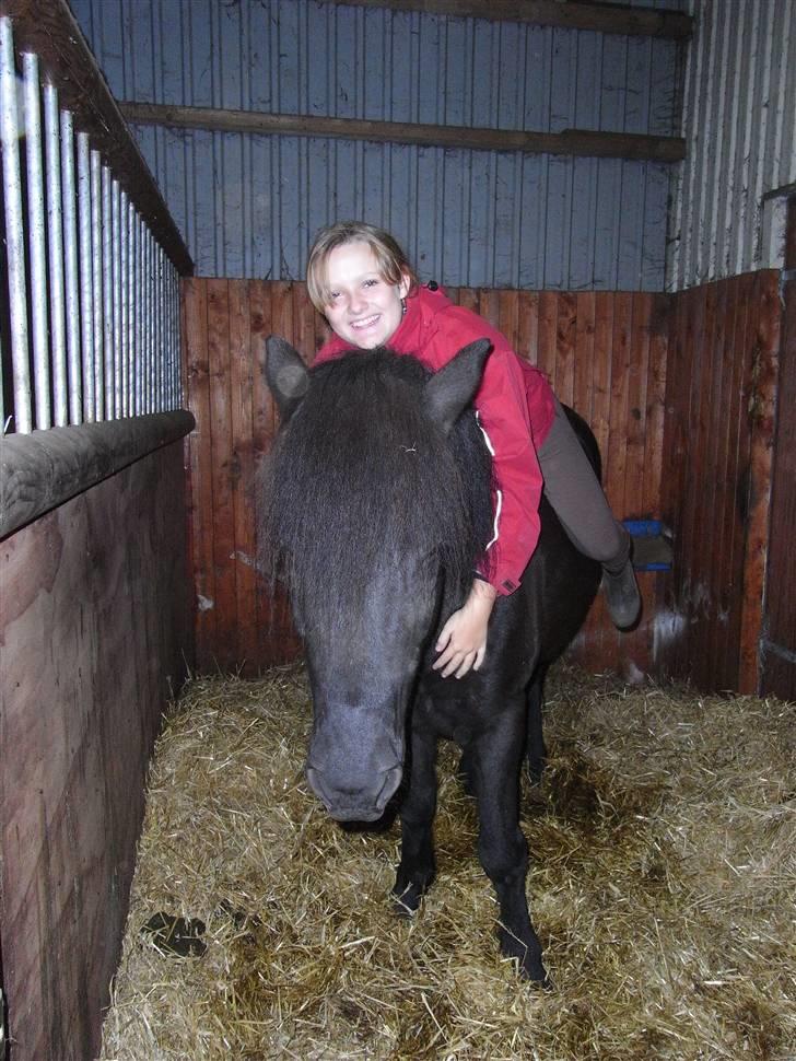 Islænder Kiljan - Er jeg flot nu? Foto: Mig .. billede 5