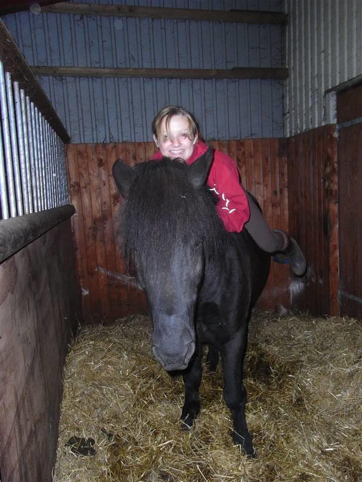 Islænder Kiljan - Hej hej .. Foto: Mig .. billede 6