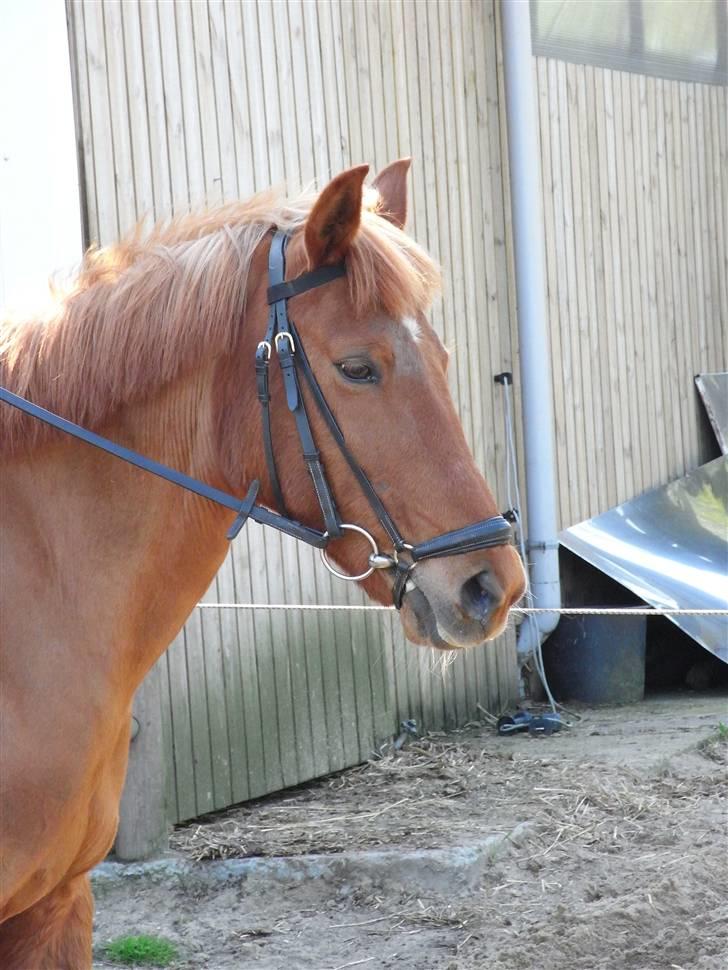 New Forest Pasha - Fordi du var alt<3 billede 1