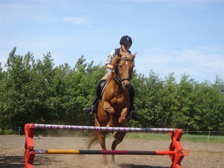 New Forest Pasha - Fordi vi elskede det! billede 2