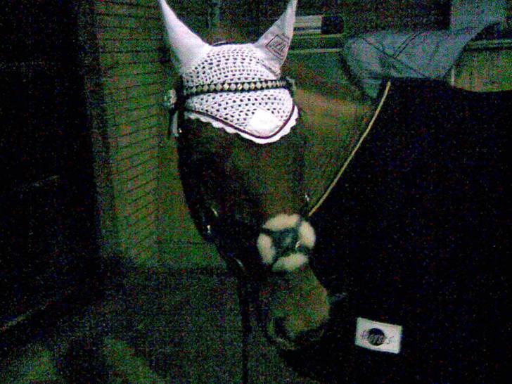 New Forest Pasha - Fordi du var min! billede 3