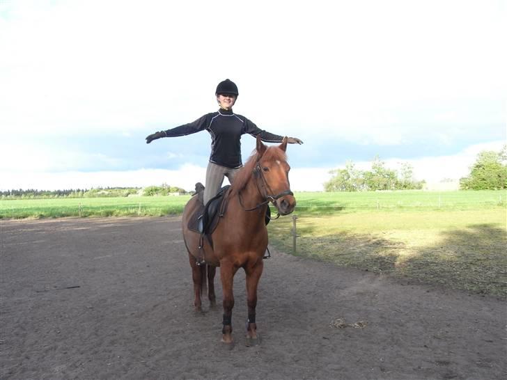 New Forest Pasha - Fordi du er i mit hjerte! billede 5