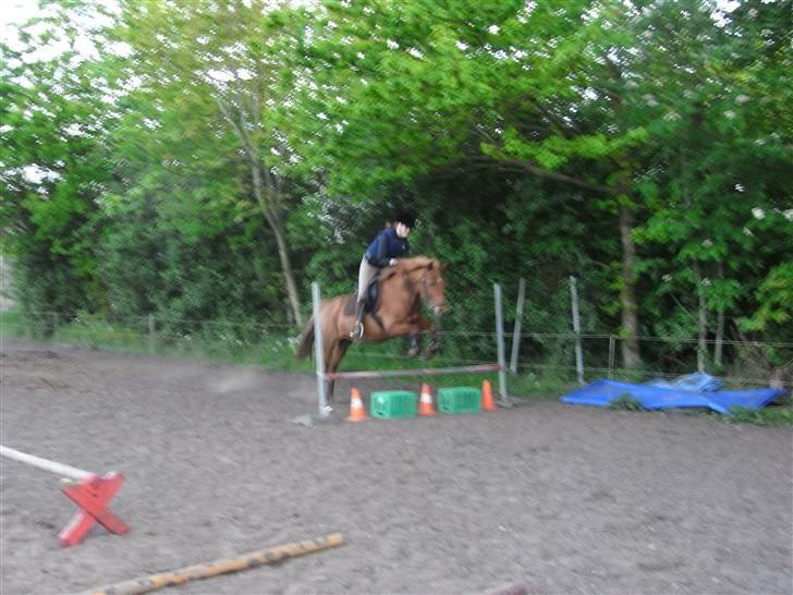 New Forest Pasha - Fordi vi var fjollet! billede 6