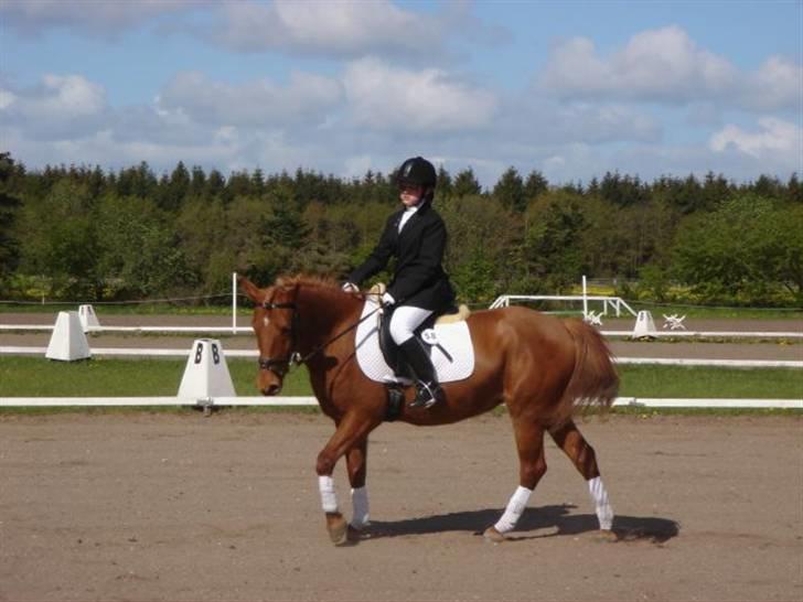 New Forest Pasha - Fordi du var god! billede 7