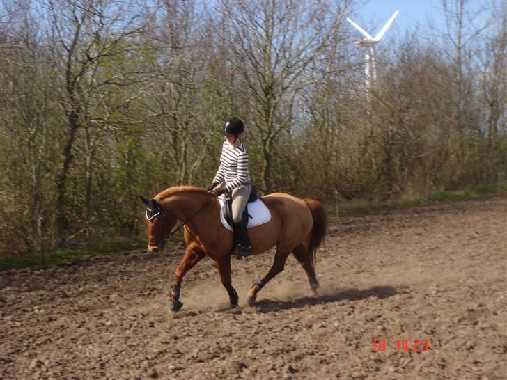 New Forest Pasha - Fordi jeg husker det! billede 8