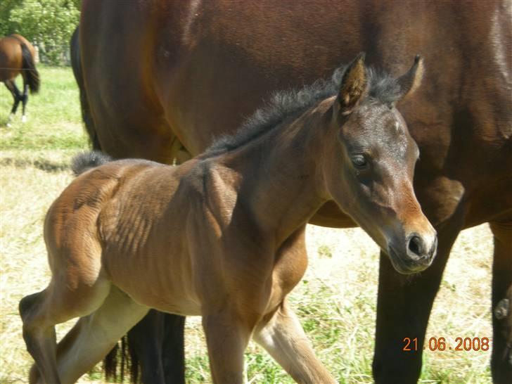 Arabisk fuldblod (OX) Ceduina ox billede 9