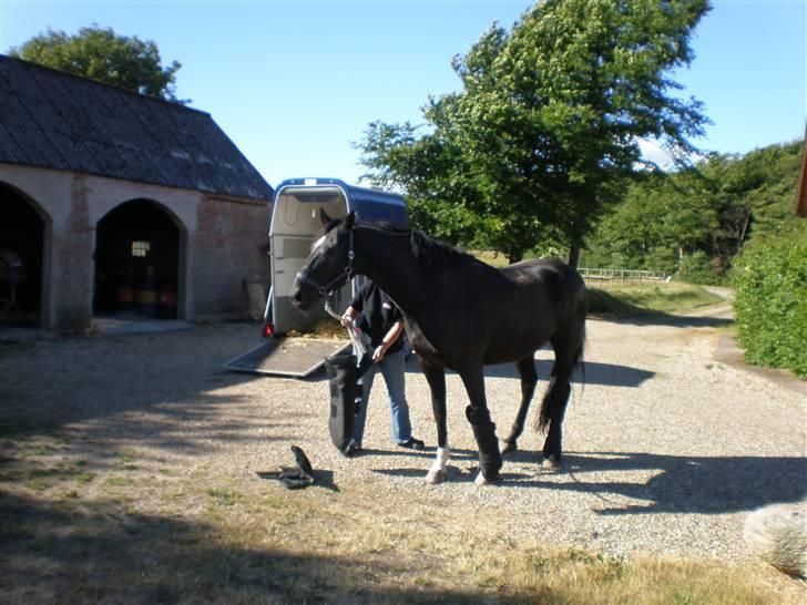 Dansk Varmblod Flintegårdens Chagall R.I.P. billede 7