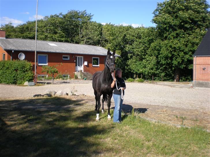 Dansk Varmblod Flintegårdens Chagall R.I.P. billede 8