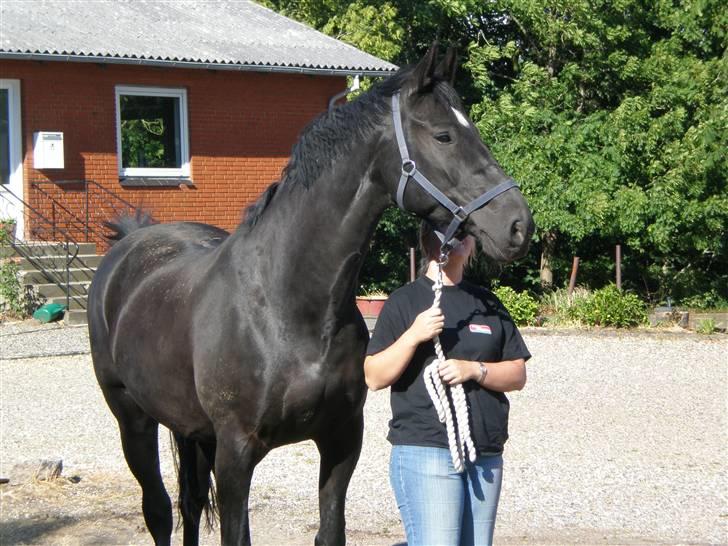 Dansk Varmblod Flintegårdens Chagall R.I.P. billede 9
