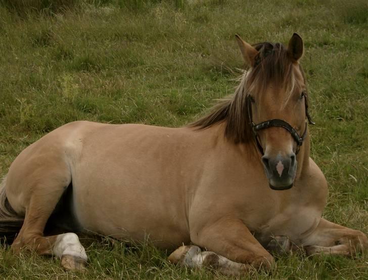 Anden særlig race Ivan RIP - Ivan på sommergræs 2008 [Fotograf: Stine K. Mütze] billede 10