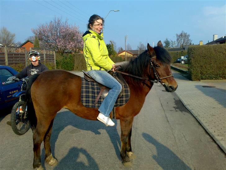 New Forest Starlight - det er et smukt par.. billede 12